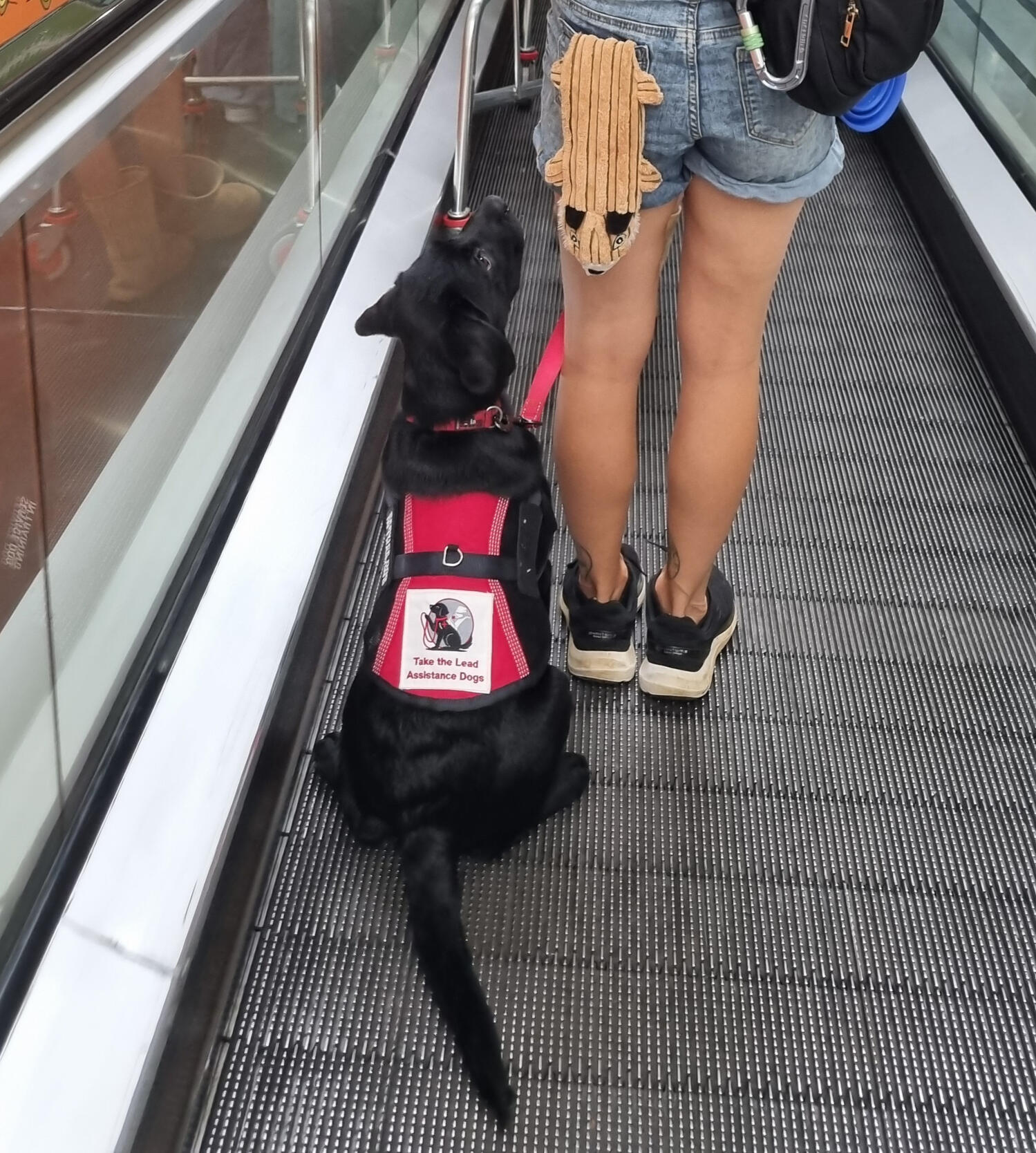 Take the Lead Assistance Dogs